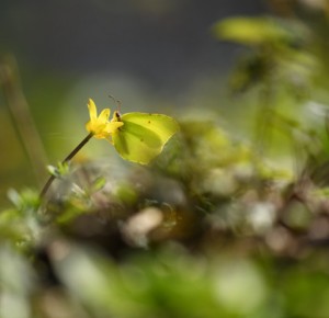 Balade naturaliste : Papillons de lumière