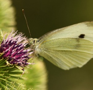 Zoom sur les pollinisateurs