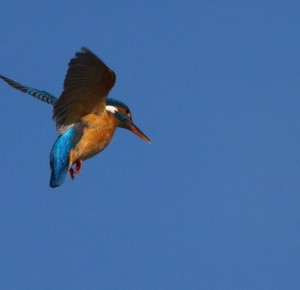 Balade naturaliste : peinture dans les airs