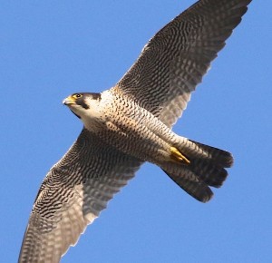 Conférence sur le faucon pèlerin