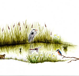 Balade naturaliste : 