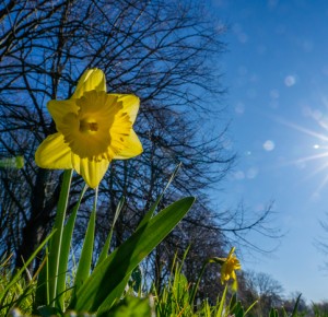 Palette de fleurs et de plumes