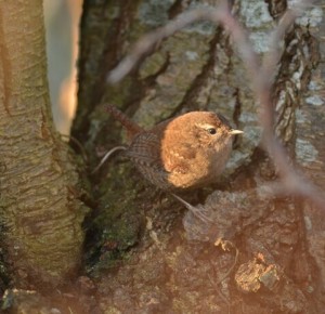 Balade naturaliste :