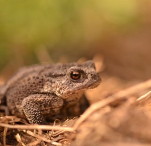 COMPLET - Balade naturaliste : Anoures au Marais