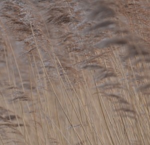 Balade naturaliste : Carnet d’Art, la biodiversité des zones humides