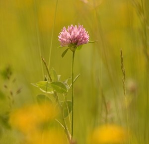 REPORTEE/Balade naturaliste : les plantes dans tous les sens