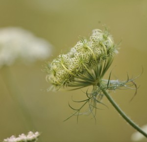 Balade naturaliste :