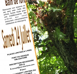 RDV Nature: Bain de forêt, l'essence de la vie en eveil