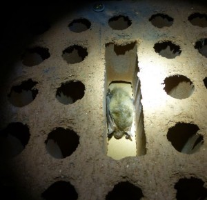 COMPLET - Nuit de la Chauve-souris