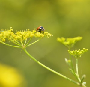 Balade naturaliste pour les tout-petits : couleurs de coccinelle