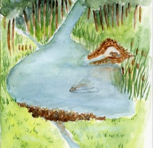 Balade naturaliste : 