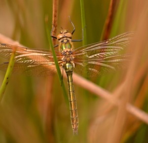 Balade naturaliste : 