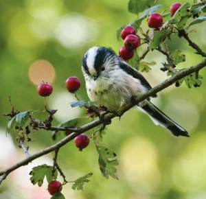 COMPLET /Vert par Nature : initiation à la photographie naturaliste