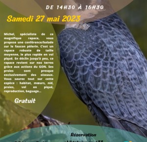 Les Faucons pèlerins, les oiseaux les plus rapides du Monde !