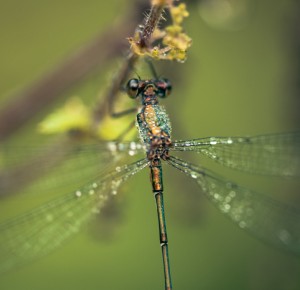 Balade naturaliste : la danse des libellules