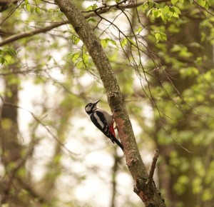 Balade naturaliste :