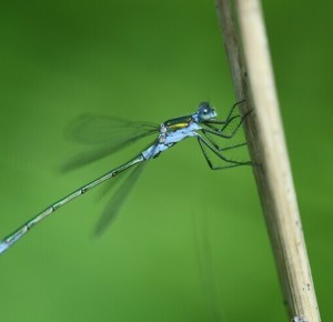 Balade naturaliste : le bal coloré des odonates