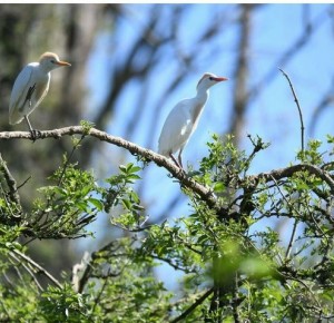 COMPLET / Balade naturaliste : les ailes du crépuscule