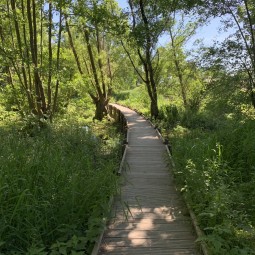 Un petit chemin à Santes ...